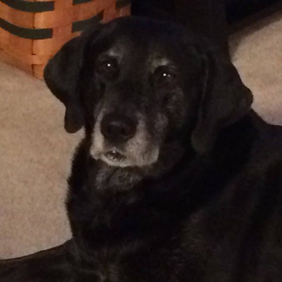 Meet your Posher, Paula - Picture 1 of 1